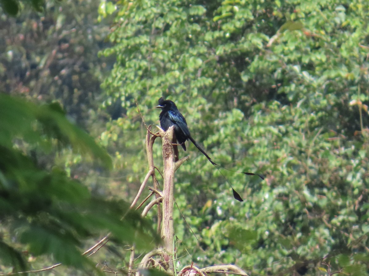 Greater Racket-tailed Drongo - ML613158017