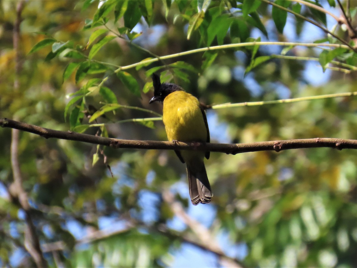 Black-crested Bulbul - ML613158022