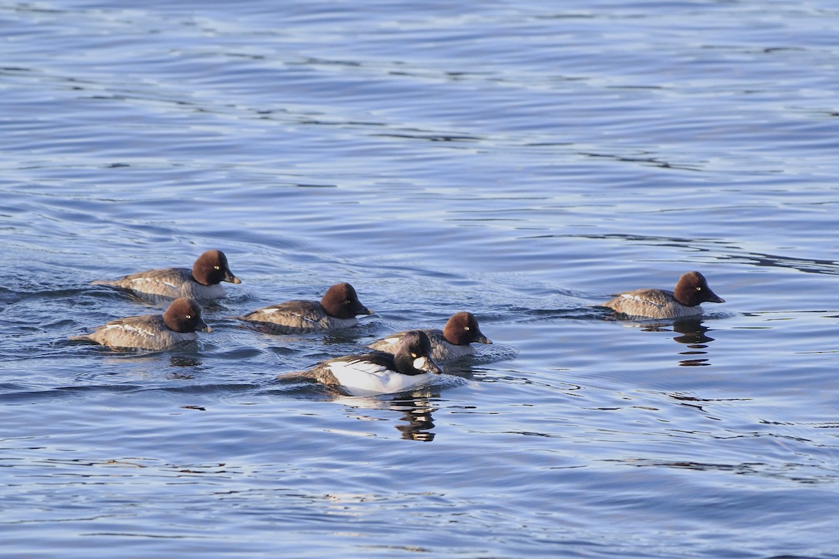 Common Goldeneye - ML613158025