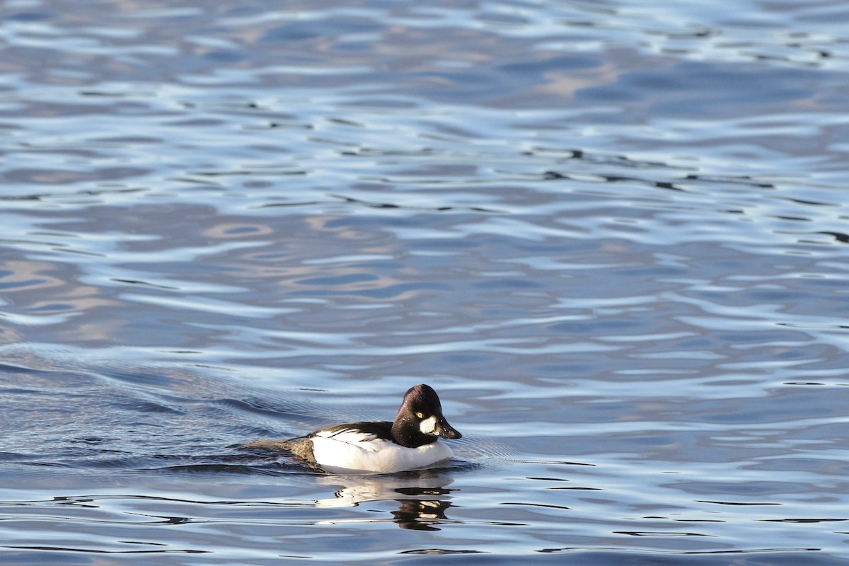 Common Goldeneye - ML613158026