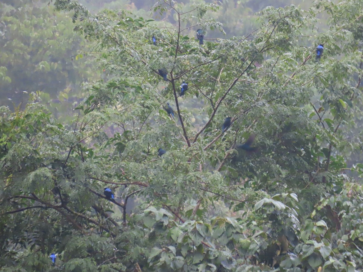 Asian Fairy-bluebird - ML613158030