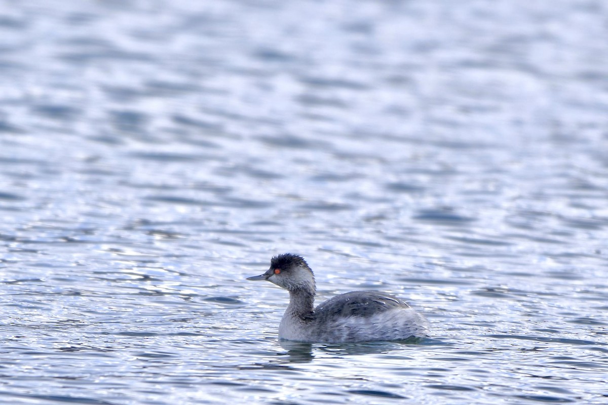 Eared Grebe - ML613158032