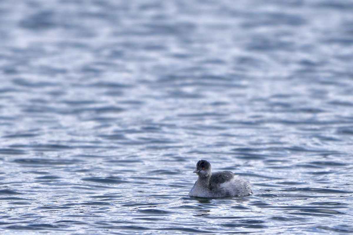 Eared Grebe - ML613158033