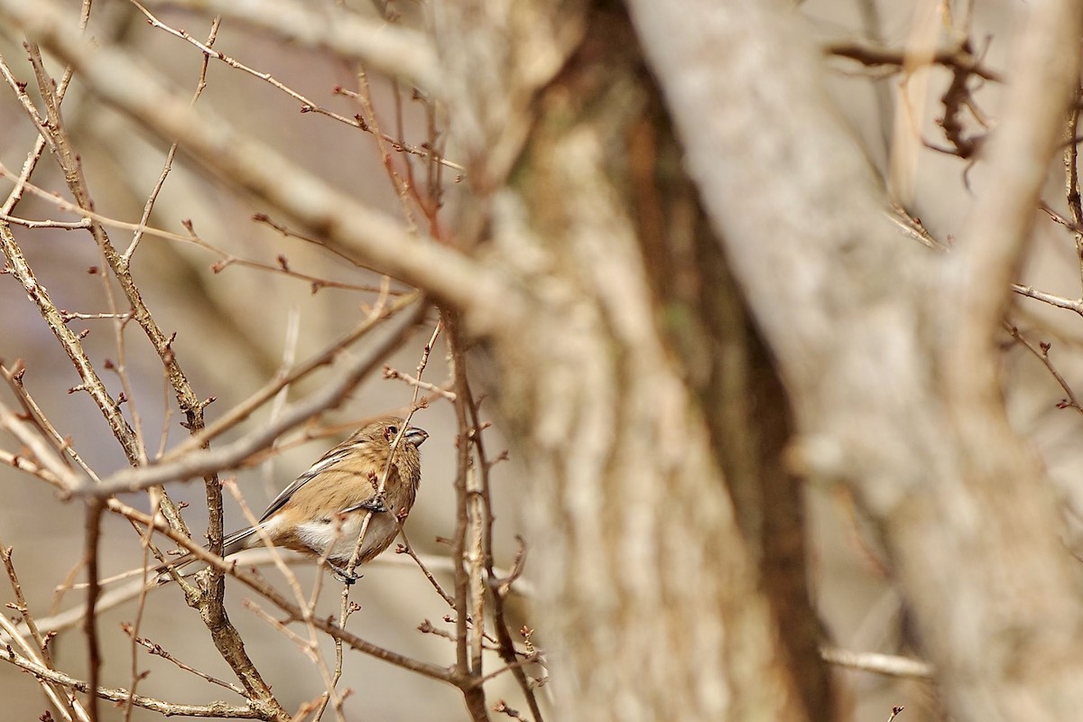 Long-tailed Rosefinch - ML613158044