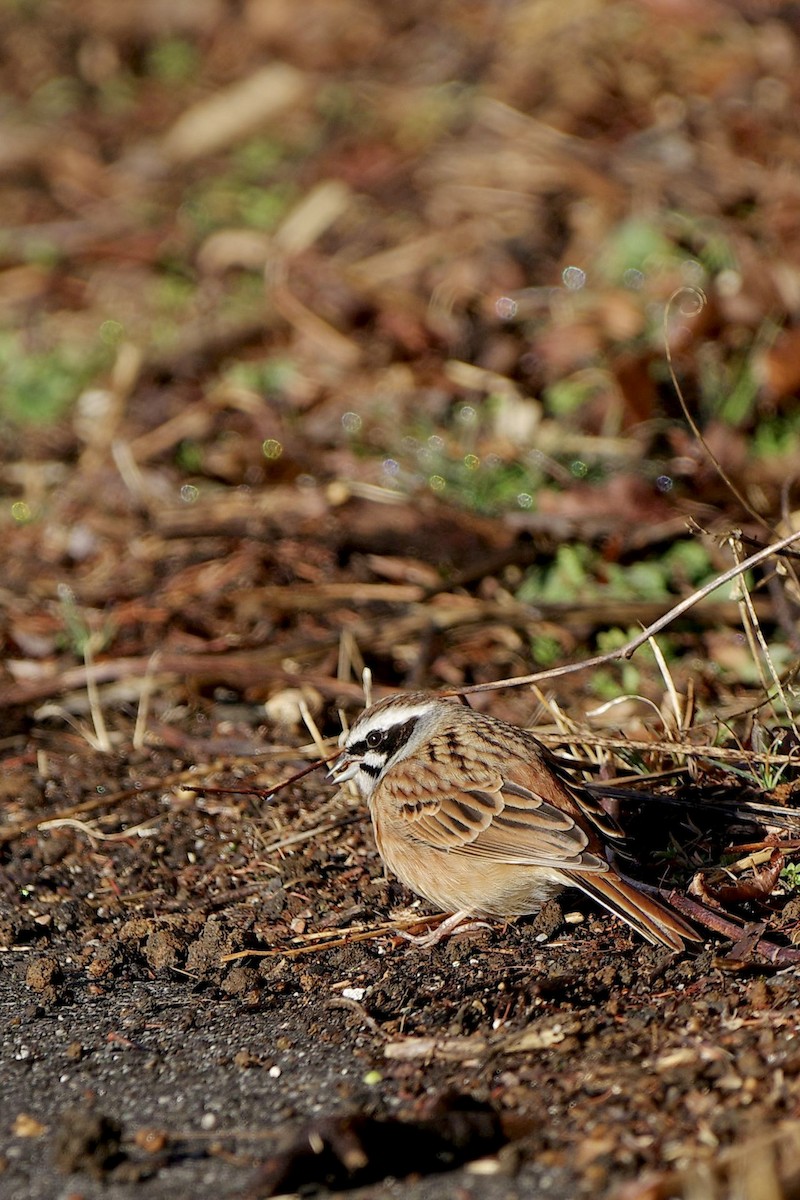 Meadow Bunting - ML613158052