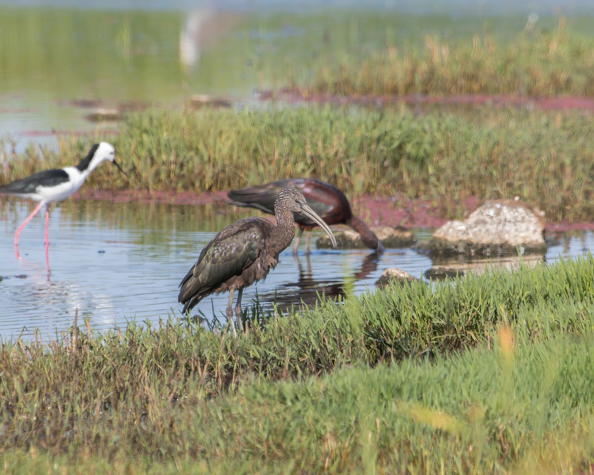 Glossy Ibis - ML613158063