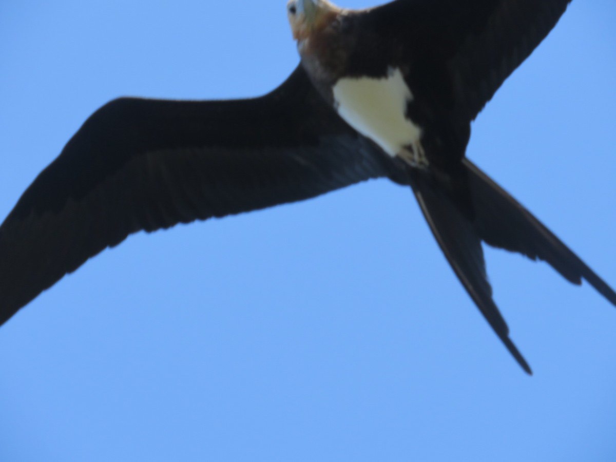 Christmas Island Frigatebird - ML613158167