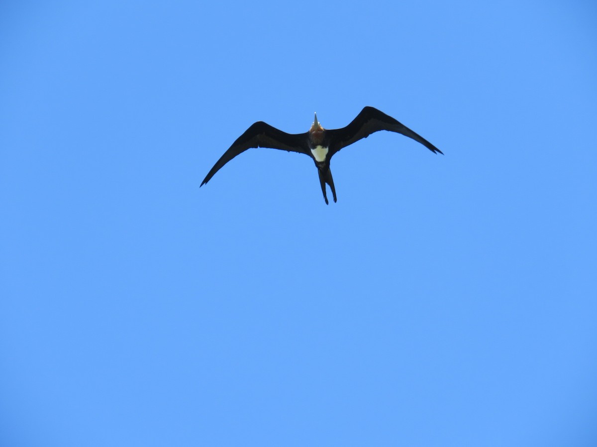 Christmas Island Frigatebird - ML613158168