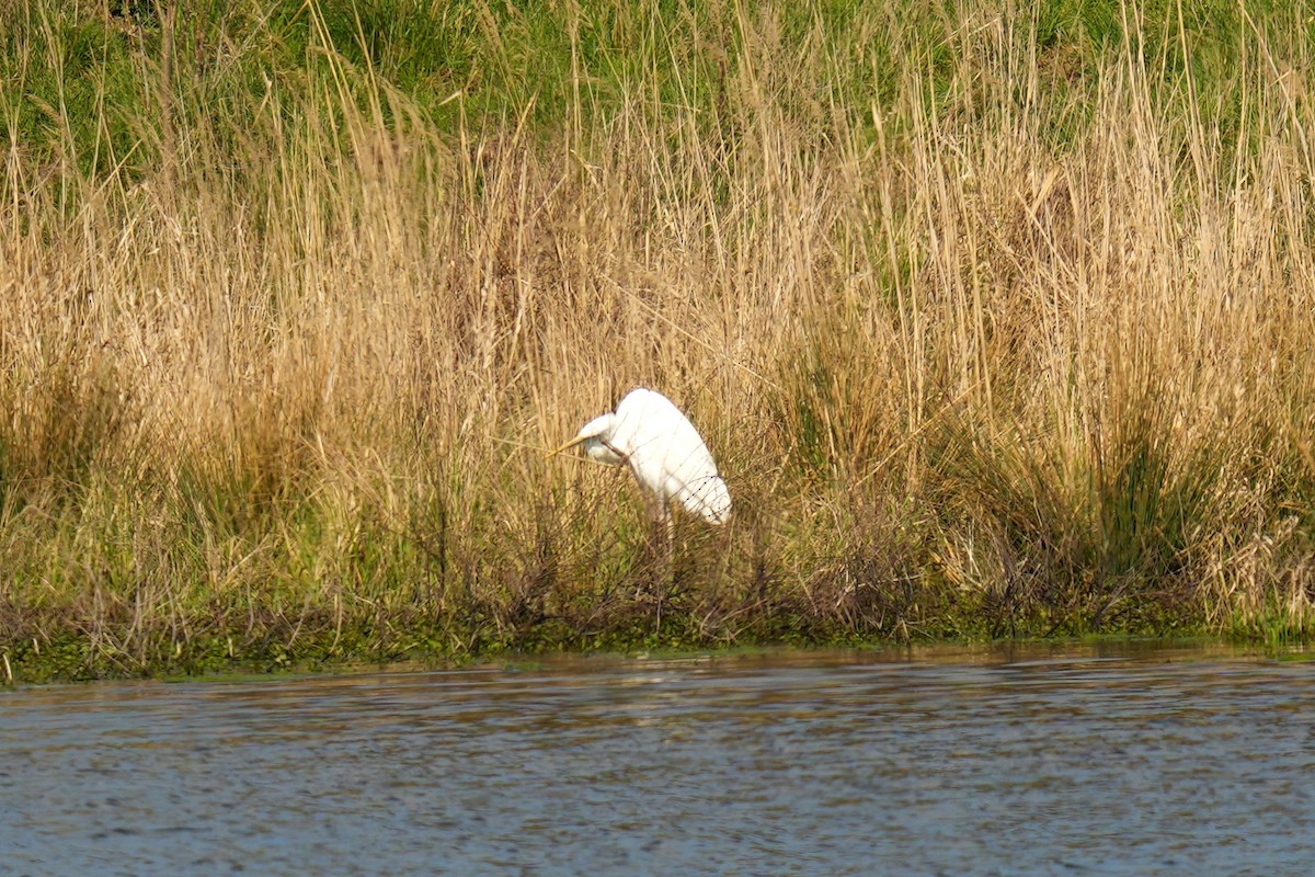 Great Egret - ML613158186