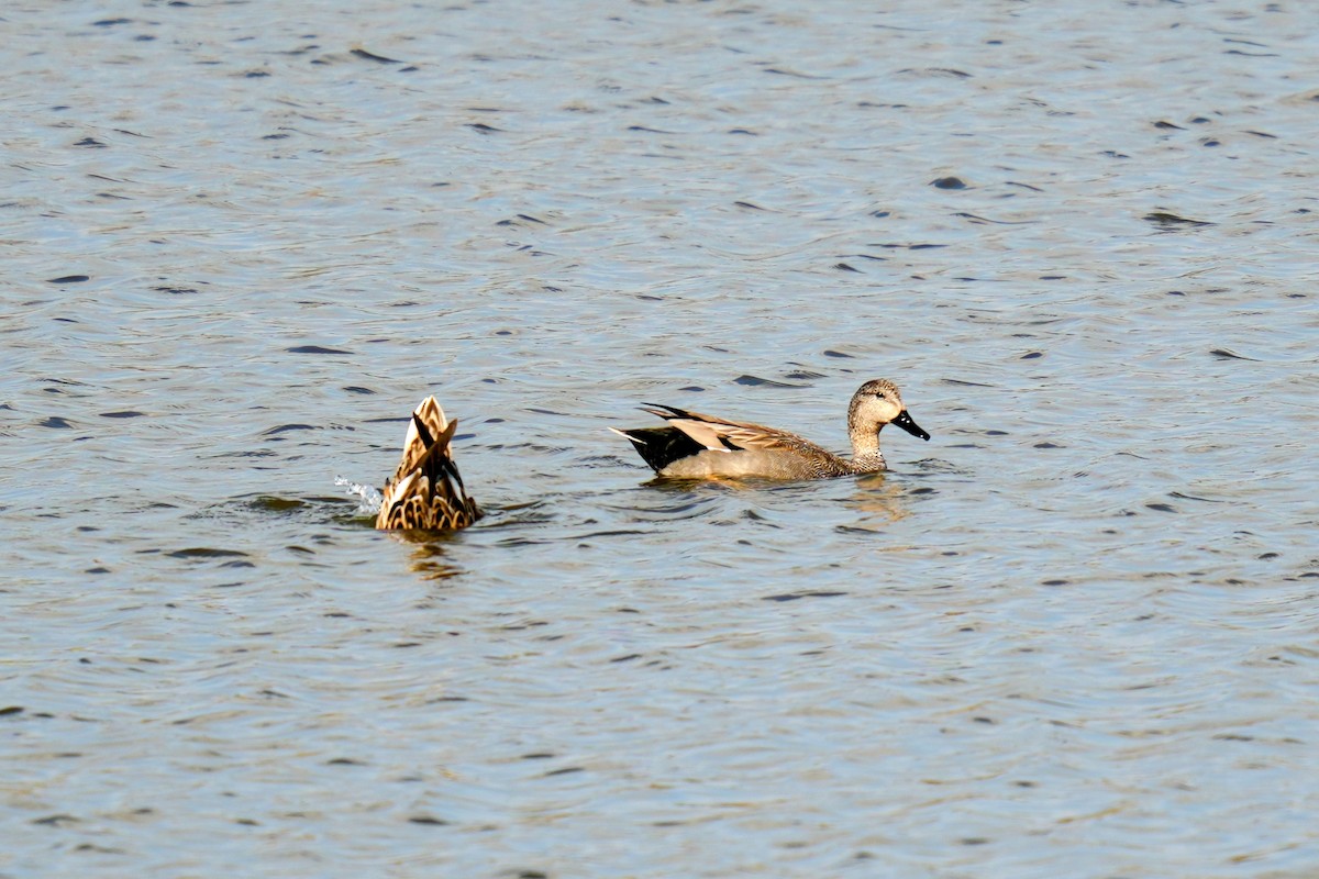 Gadwall - ML613158190