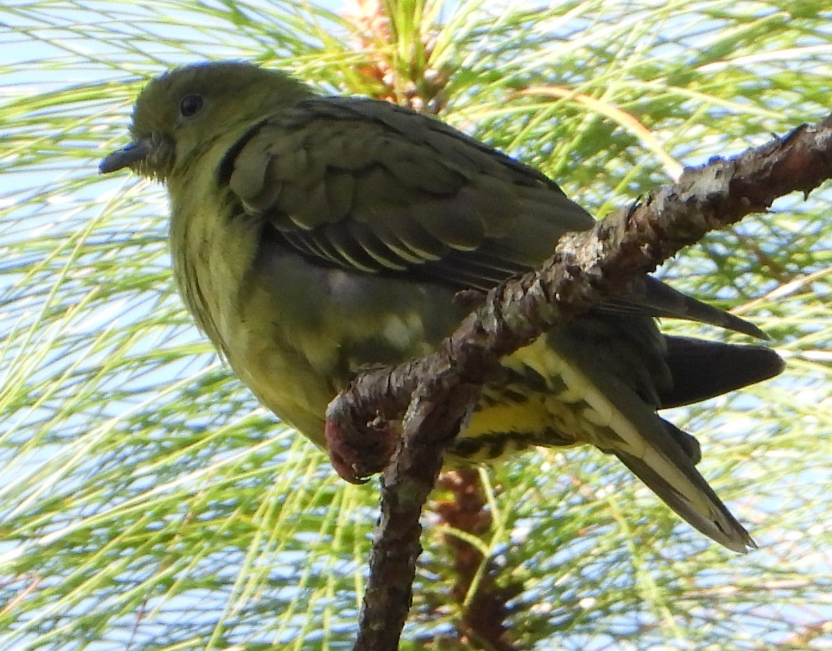 Wedge-tailed Green-Pigeon - ML613158191