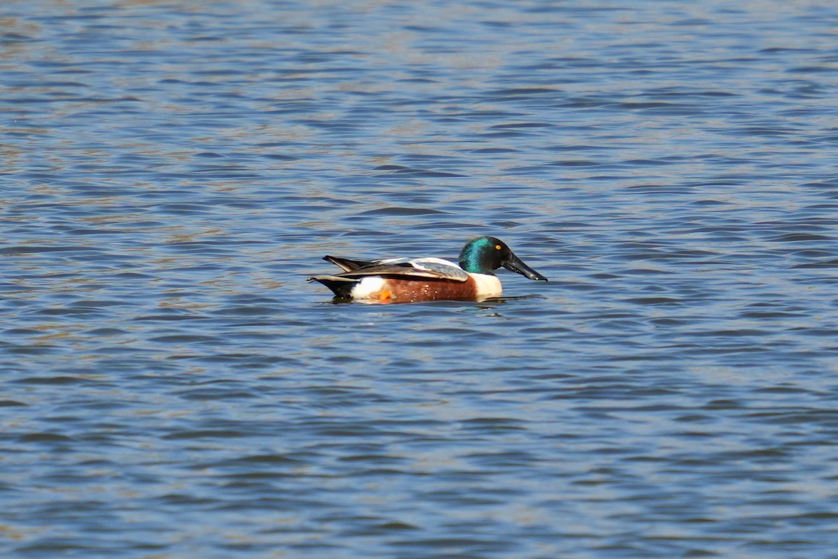 Northern Shoveler - ML613158192