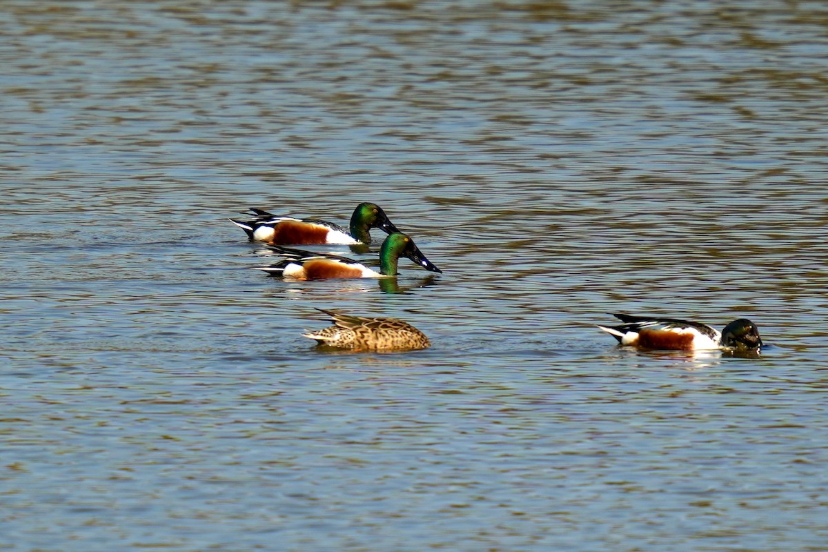 Northern Shoveler - ML613158193