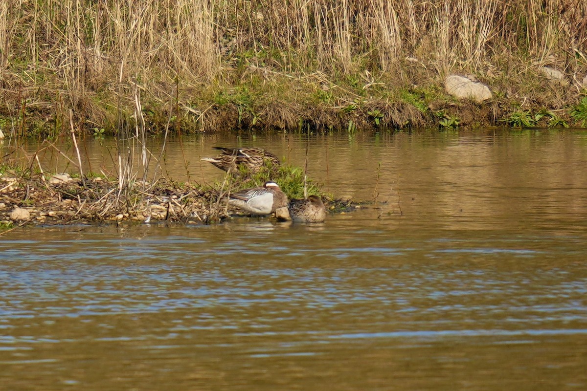 Garganey - ML613158195