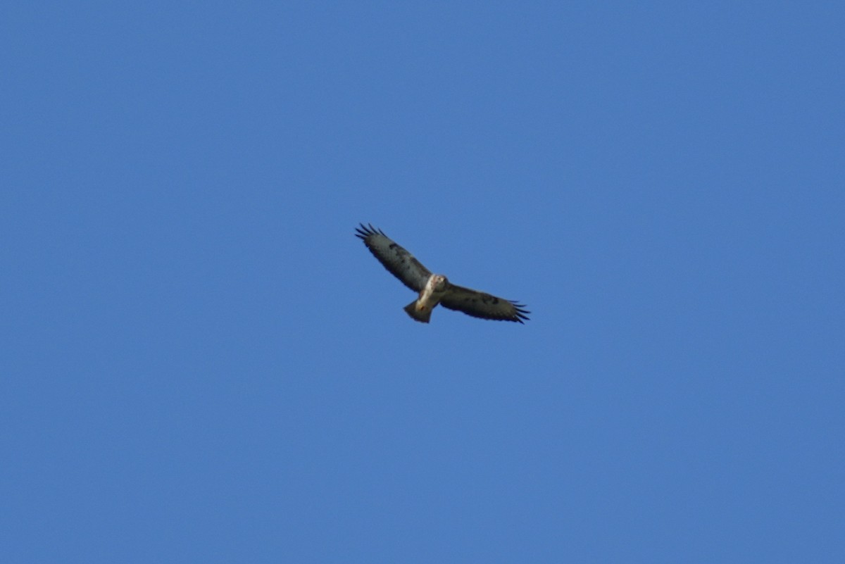 Common Buzzard (Western) - ML613158201
