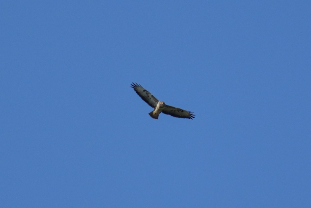 káně lesní (ssp. buteo) - ML613158201