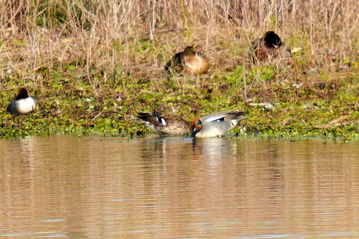 Green-winged Teal (Eurasian) - ML613158204