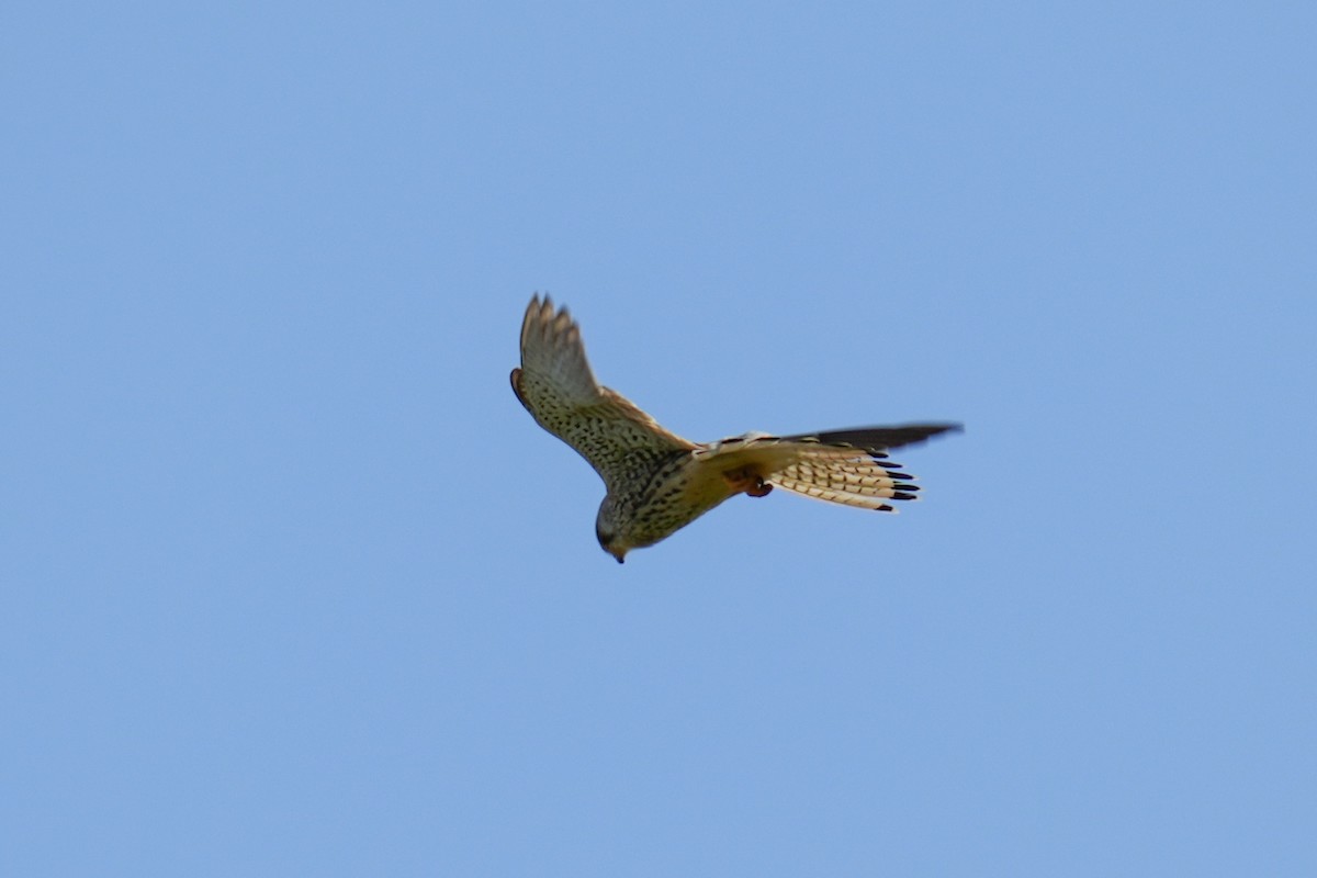 Eurasian Kestrel (Eurasian) - ML613158212