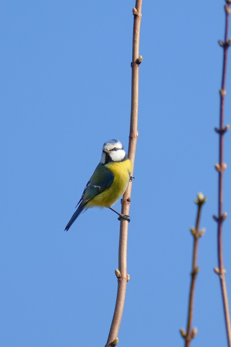 Eurasian Blue Tit - ML613158217