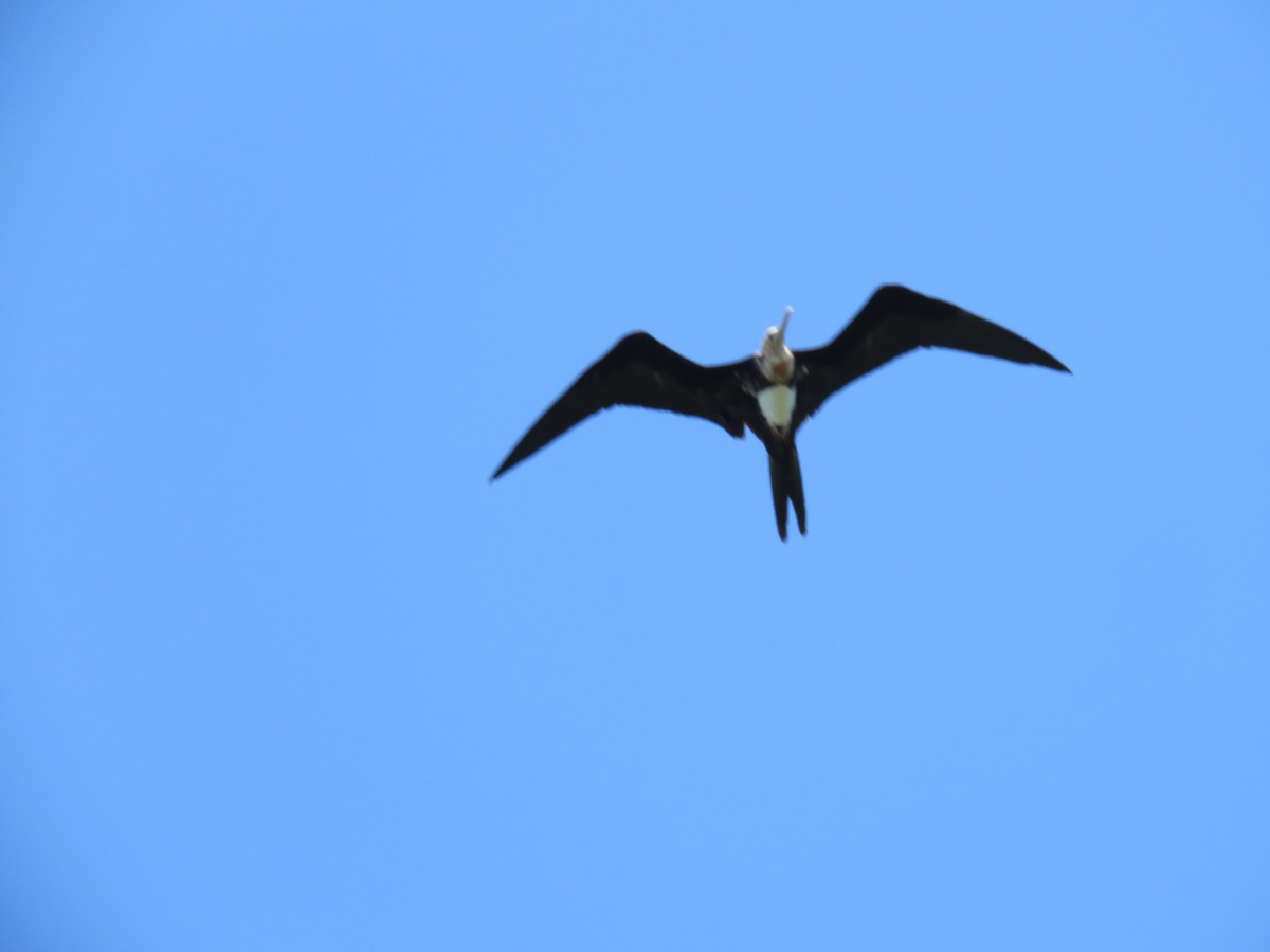 Great Frigatebird - ML613158218