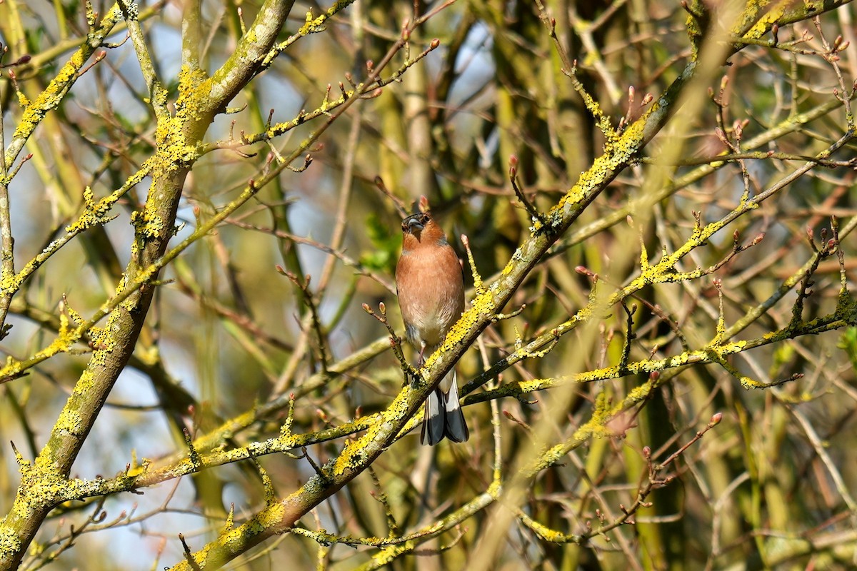 Common Chaffinch - ML613158219