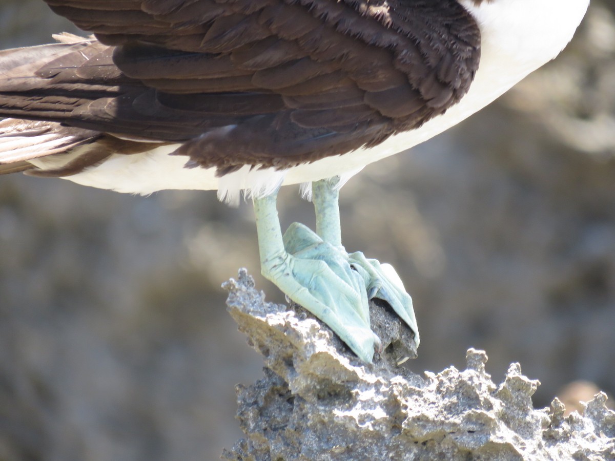 Brown Booby - ML613158227