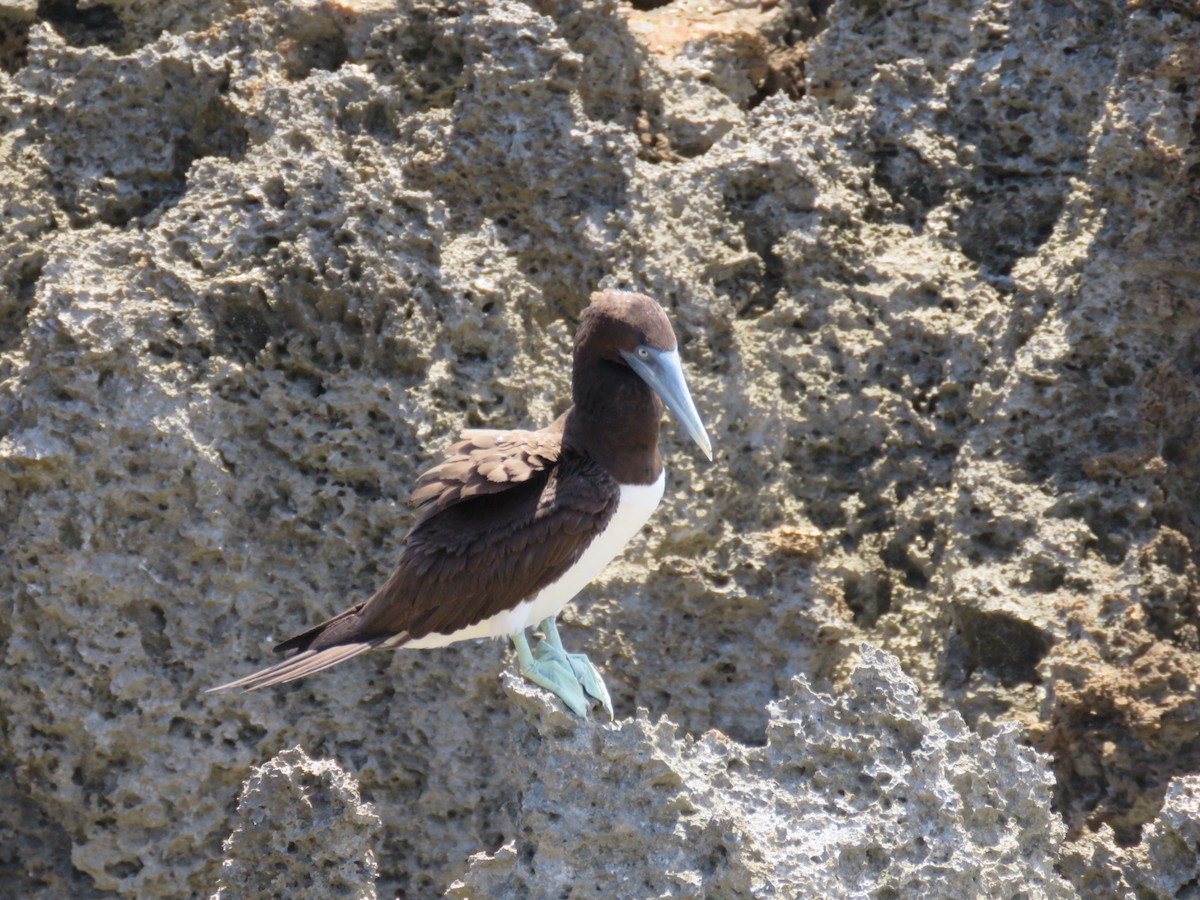Brown Booby - ML613158228