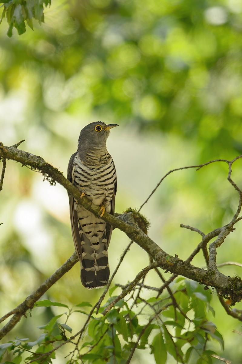 Lesser Cuckoo - ML613158230