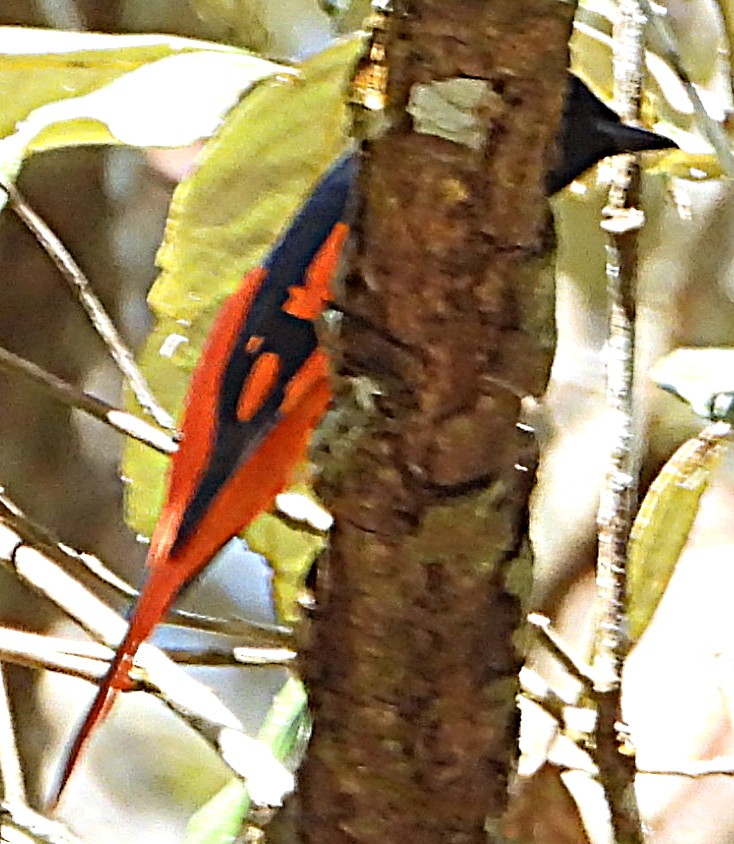 Scarlet Minivet - ML613158231