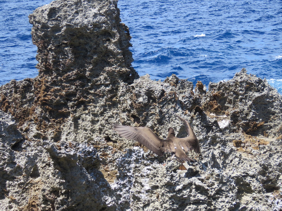 Brown Booby - ML613158237