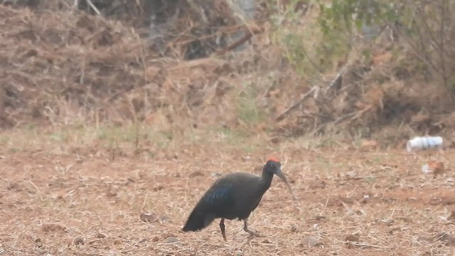 Red-naped Ibis - ML613158239