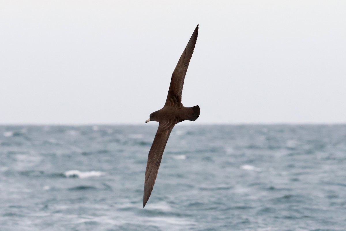 Flesh-footed Shearwater - ML613158248