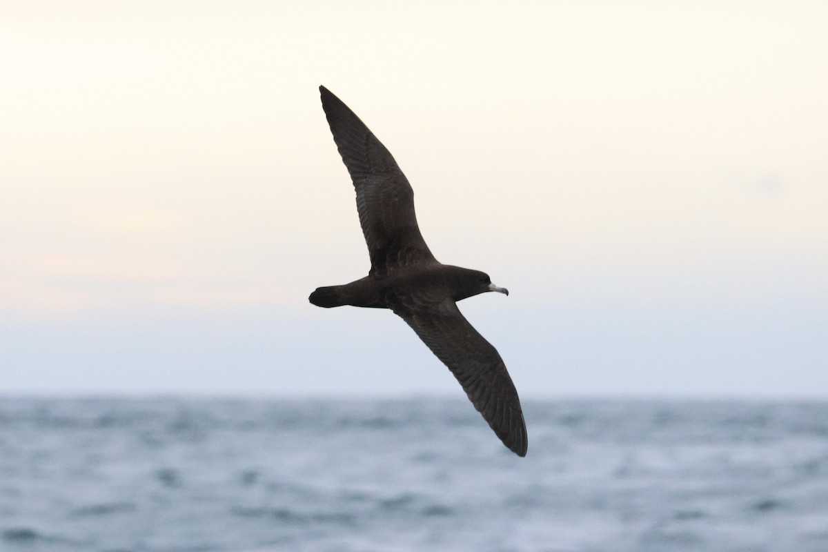 Puffin à pieds pâles - ML613158290