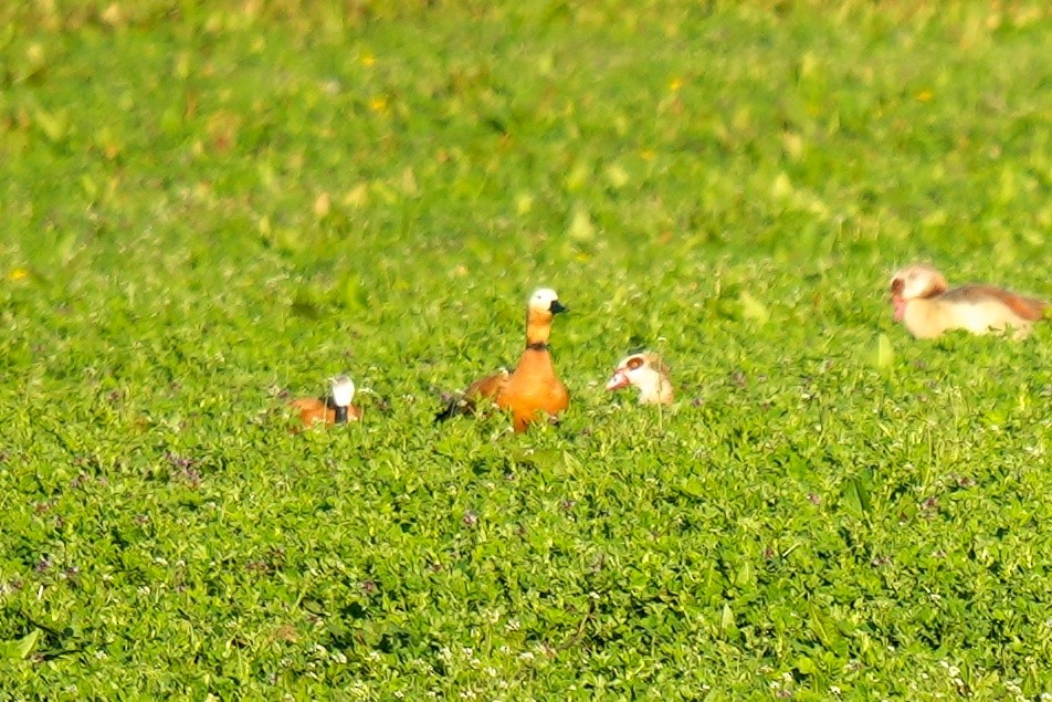 Ruddy Shelduck - ML613158305