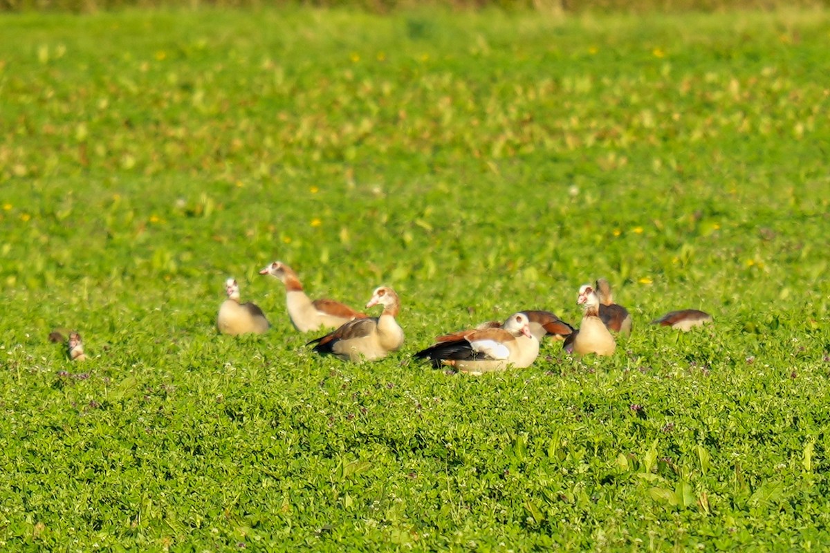 Egyptian Goose - ML613158306