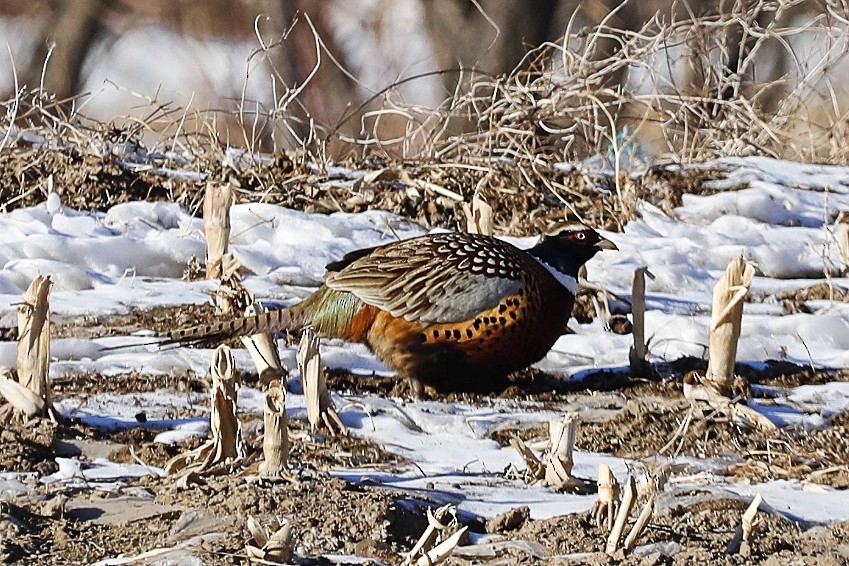 Ring-necked Pheasant - ML613158307