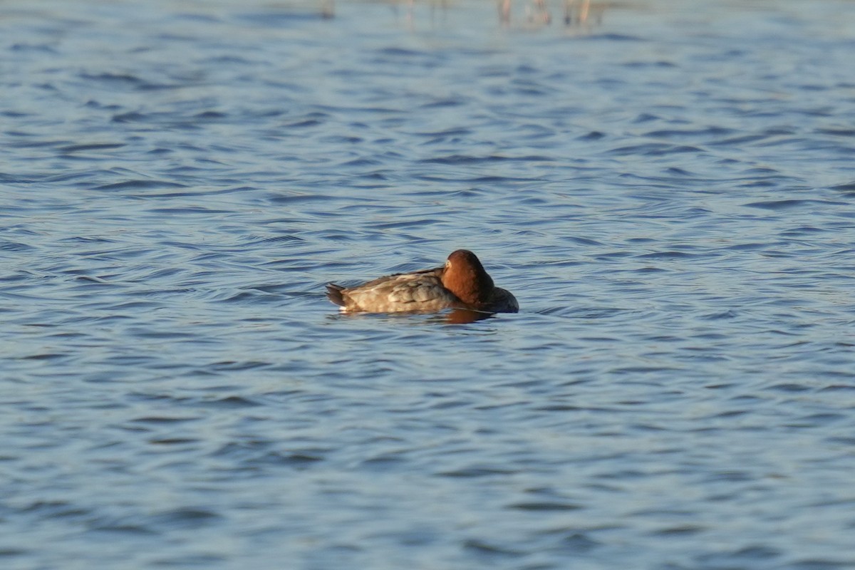 Common Pochard - ML613158310