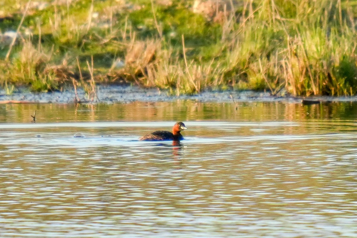 Little Grebe - ML613158311