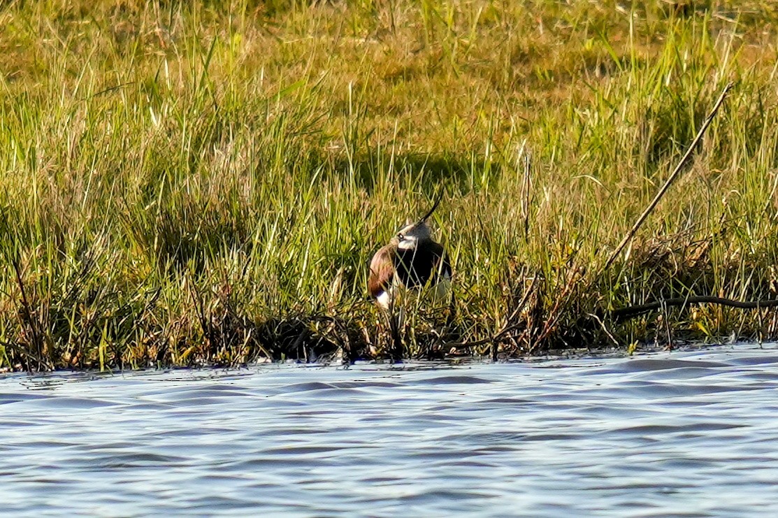 Northern Lapwing - ML613158317