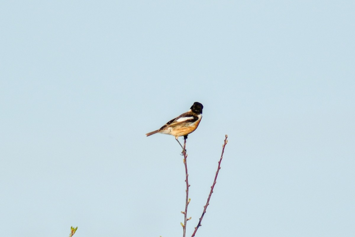 European Stonechat - ML613158319