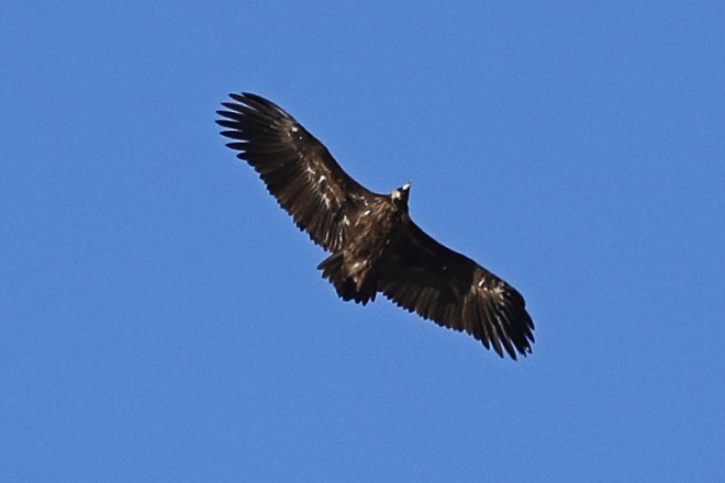 Cinereous Vulture - ML613158327