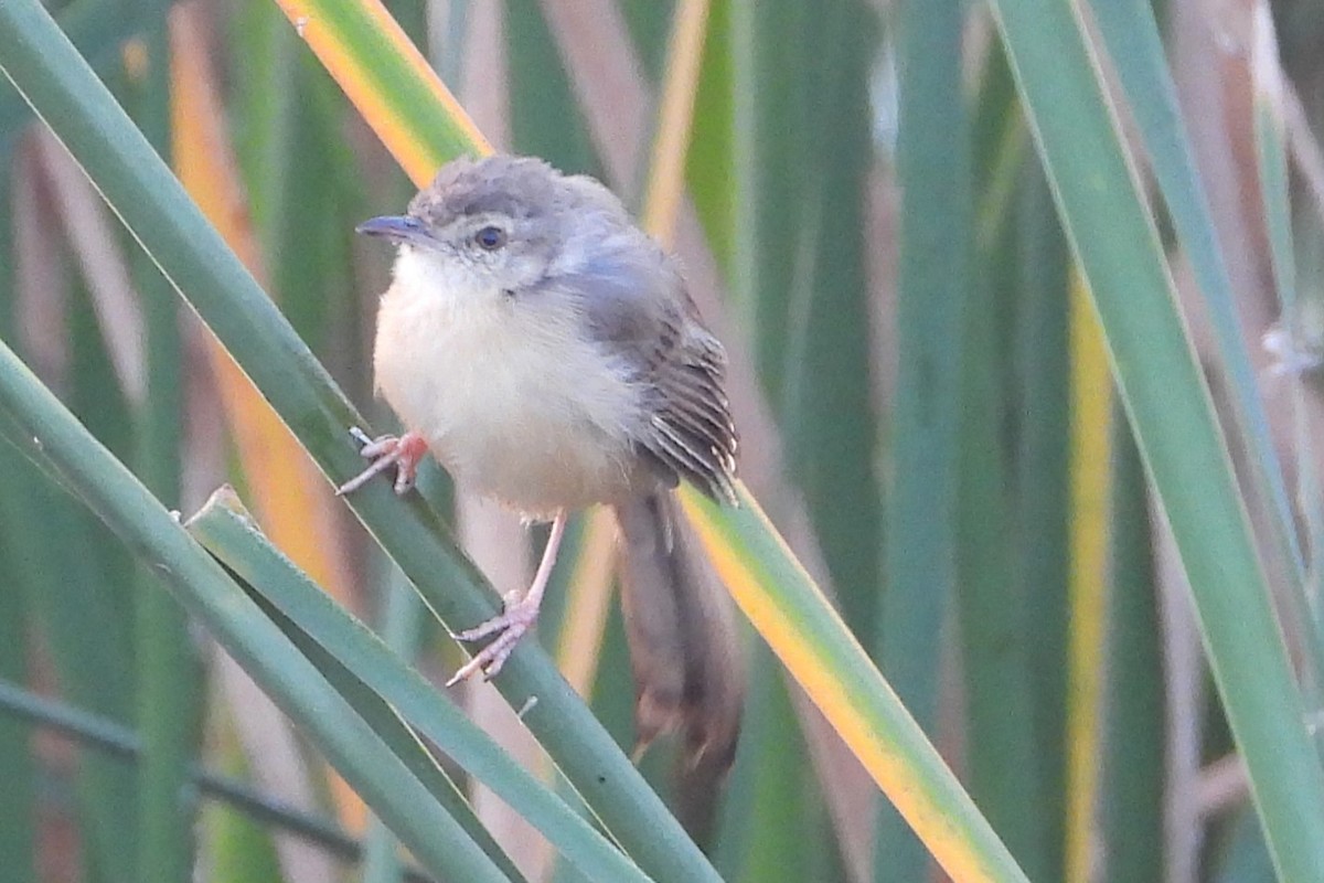 Plain Prinia - Jageshwer verma