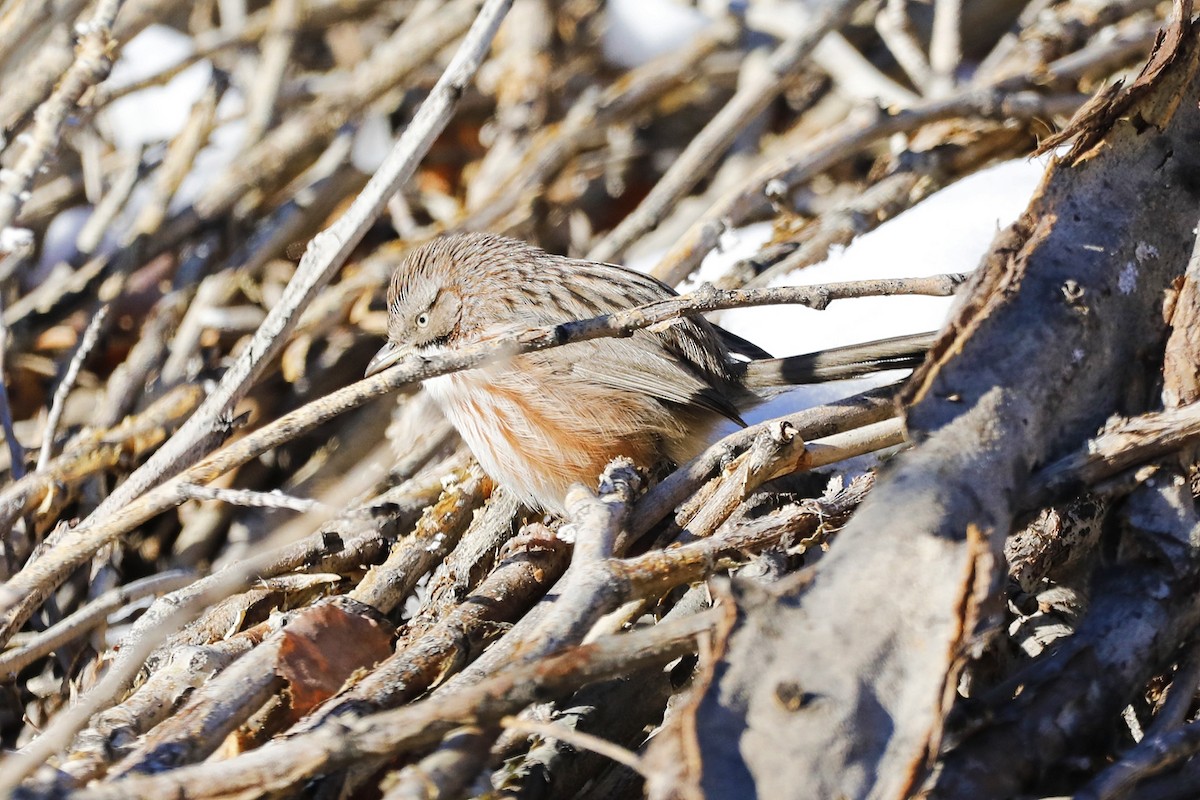 Beijing Babbler - ML613158331