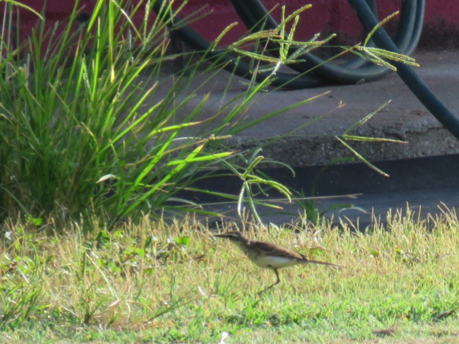 Eastern Yellow Wagtail - ML613158345