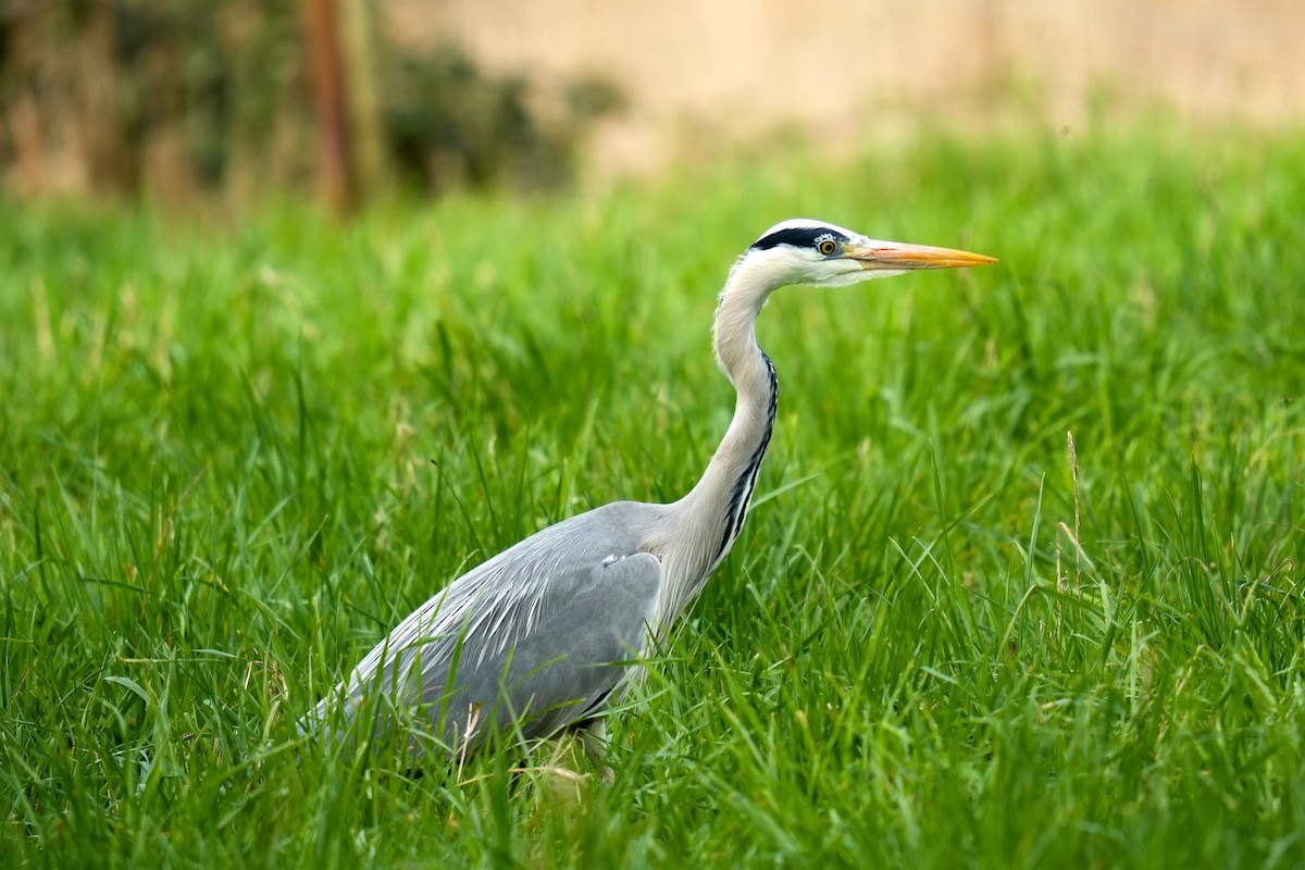 volavka popelavá (ssp. cinerea/jouyi) - ML613158378