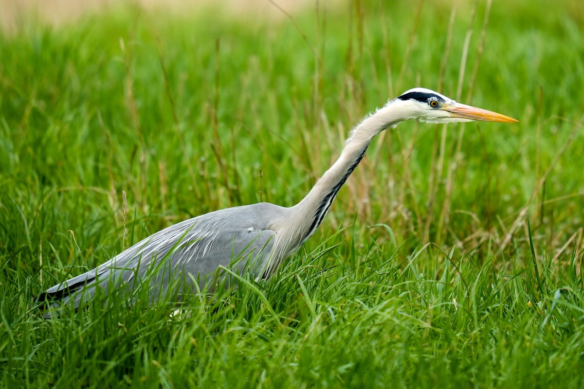 volavka popelavá (ssp. cinerea/jouyi) - ML613158379