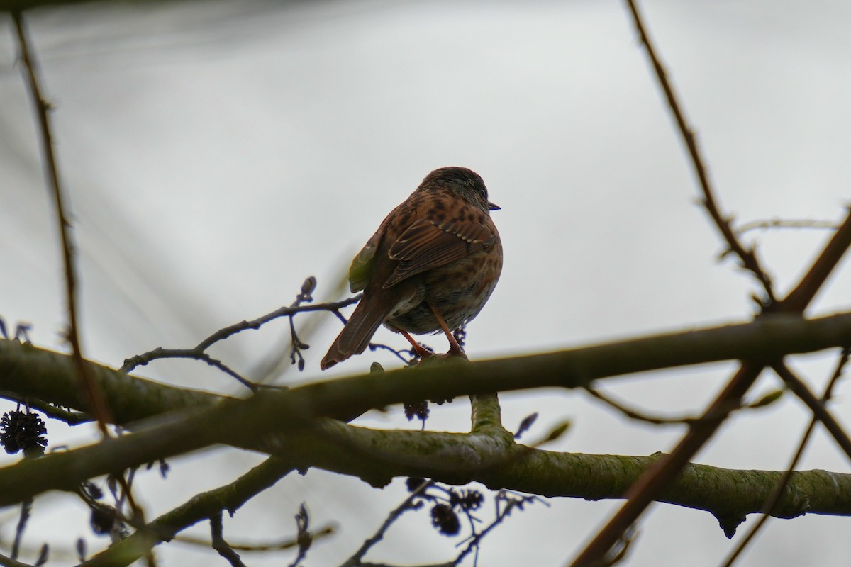 Dunnock - ML613158384