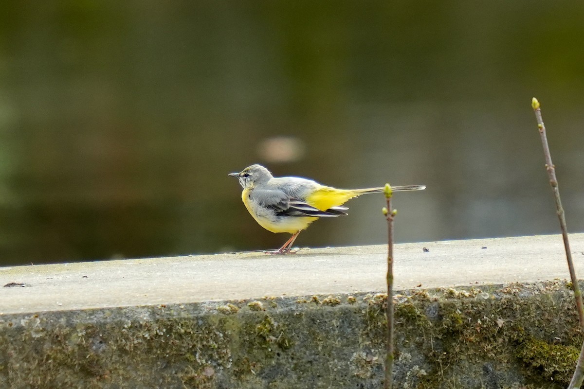 Gray Wagtail - ML613158389
