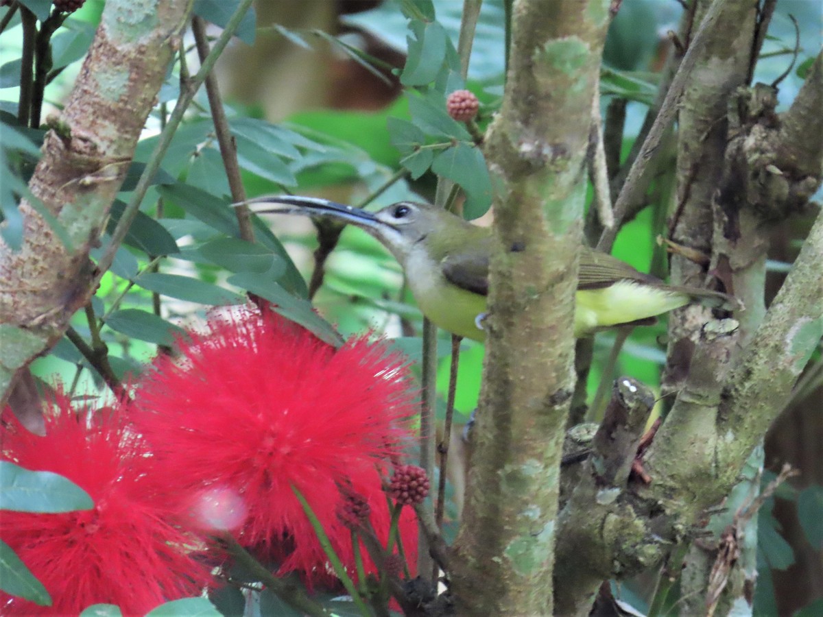 Little Spiderhunter - ML613158412