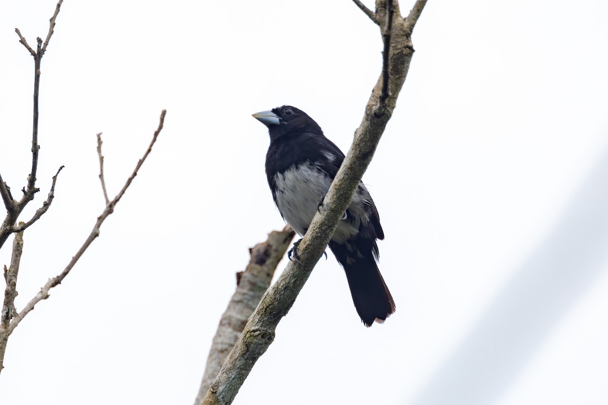 Cone-billed Tanager - ML613158420